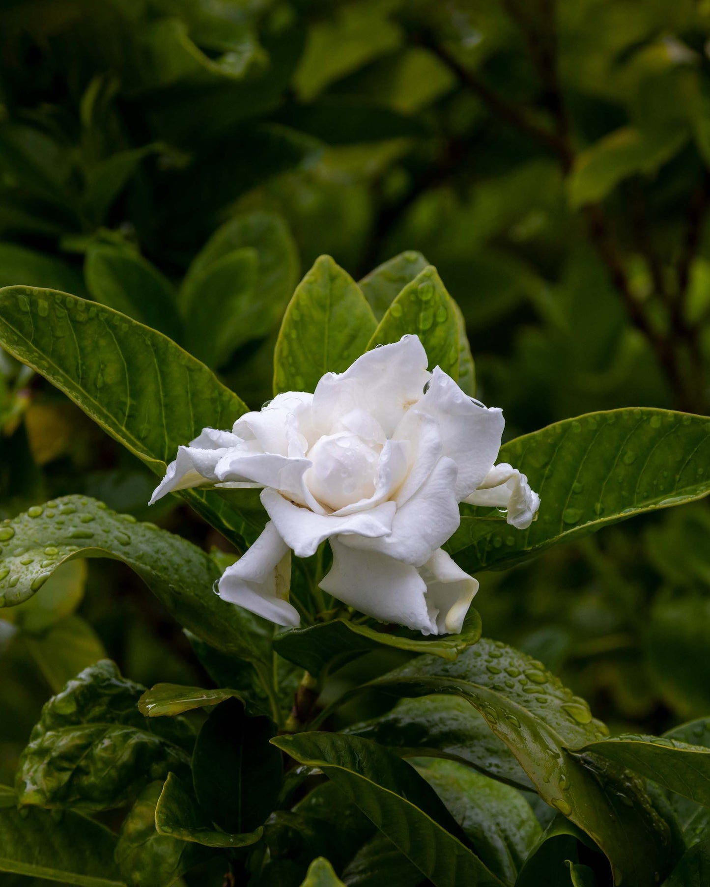 Gardenia