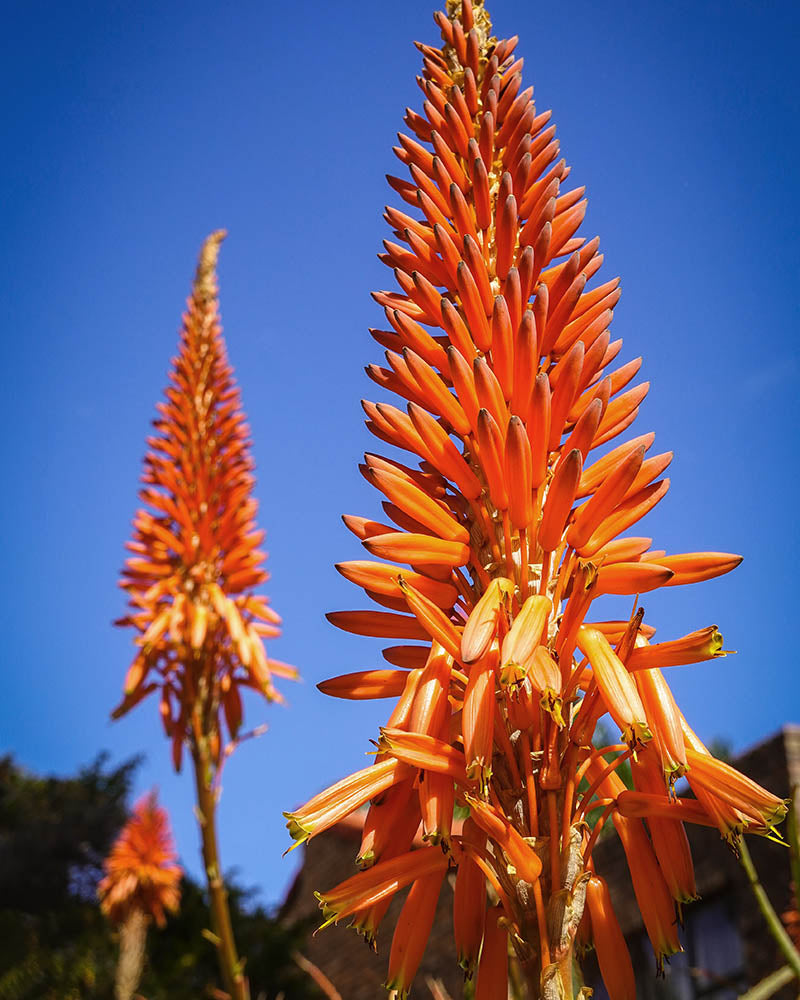 Aloe Bloom
