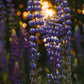Garden Lavender