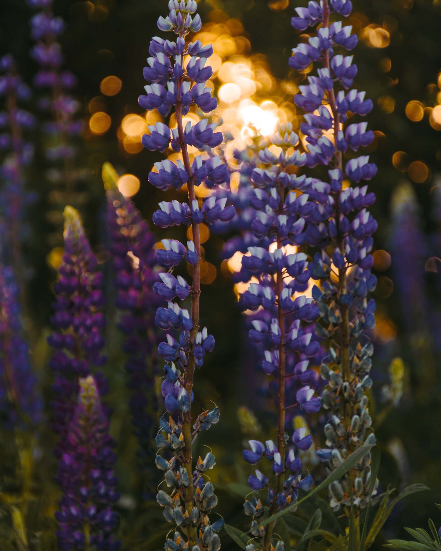 Garden Lavender